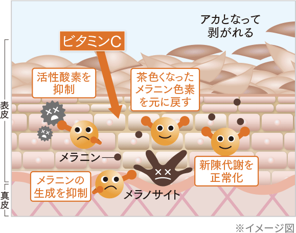 肌の色素沈着抑制効果の図