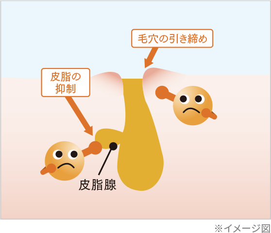 皮脂抑制の図