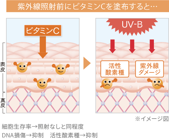 紫外線保護効果の図