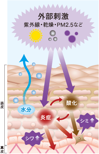 じわじわと肌の奥で進行する「炎症老化」