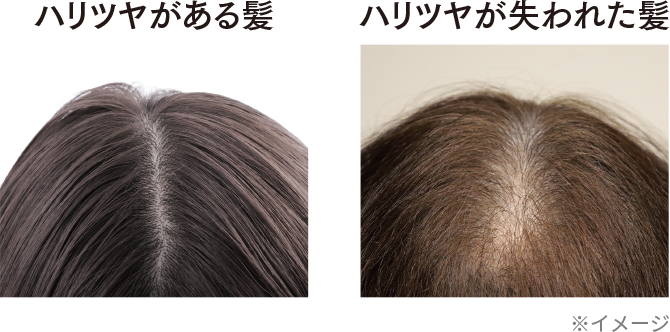 ハリツヤがある髪/ハリツヤが失われた髪