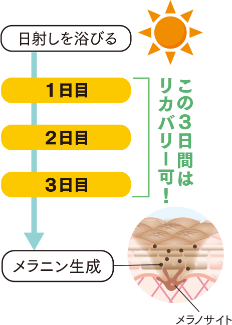 紫外線を浴びた後、メラニンが肌に定着し始めるイメージ