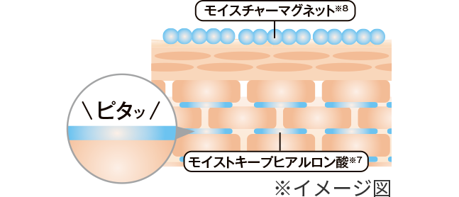 角質層を柔らかく、潤いで満たすイメージ