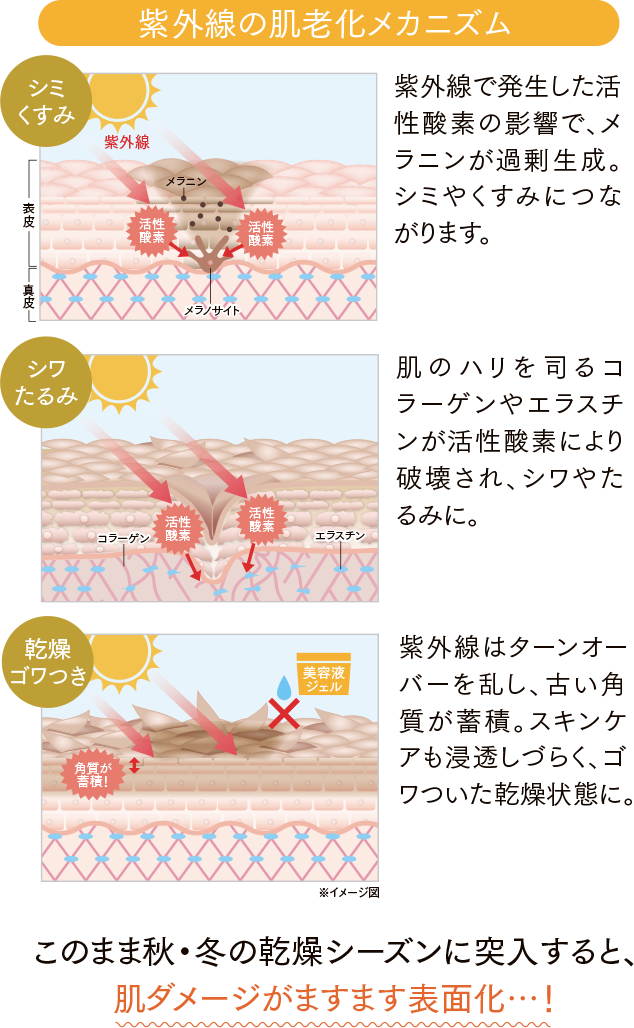 紫外線の肌老化メカニズムのイメージ