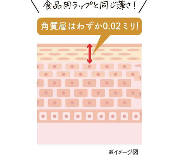 角質層のイメージ