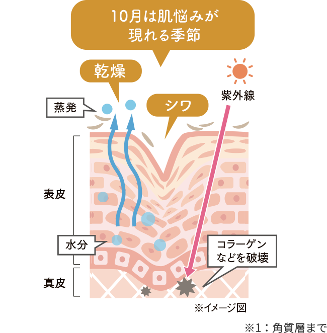 10月は肌悩みが現れる季節