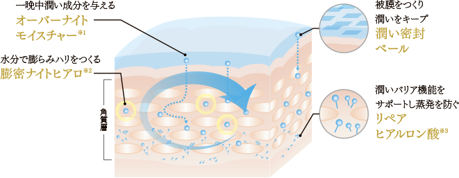 お肌の深夜再整サイクルのイメージ
