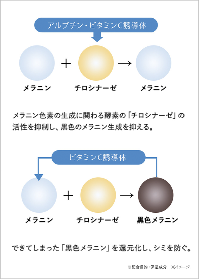 Wの美白有効成分がシミの元にアプローチ