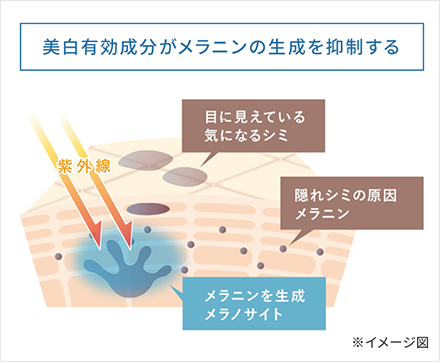 美白有効成分がメラニンの生成を抑制する