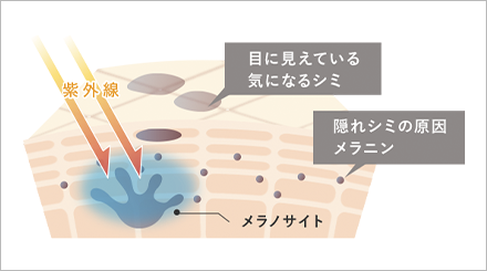 Wの有効成分配合で、気になる紫外線ダメージに多角的にアプローチ。