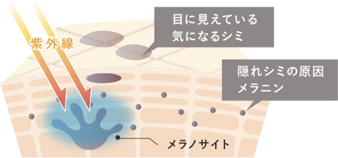 Wの有効成分配合で、気になる紫外線ダメージに多角的にアプローチ。