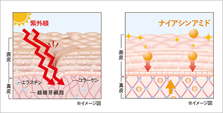 真皮のシワにアプローチ