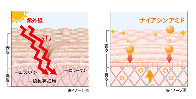 真皮のシワにアプローチ