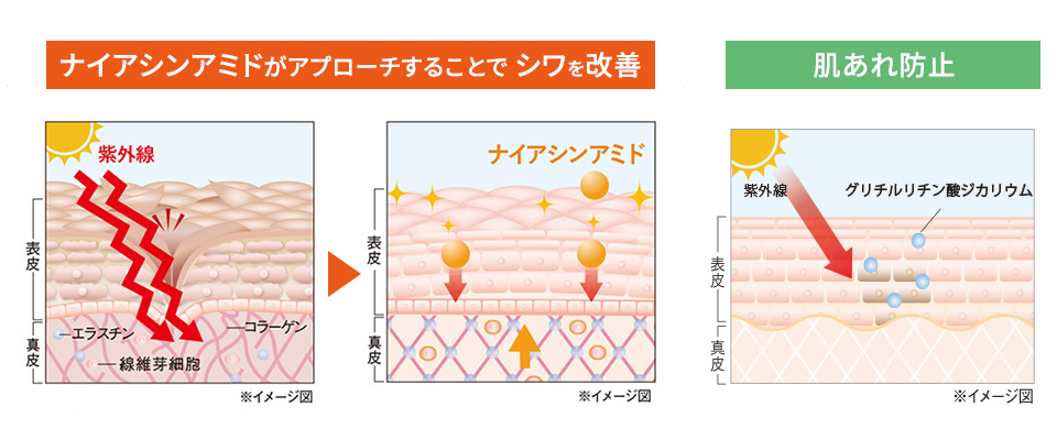 ナイアシンアミドがアプローチすることでシワを改善