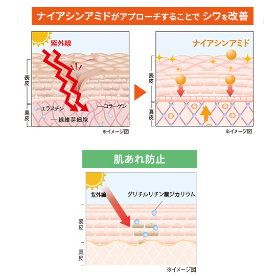 ナイアシンアミドがアプローチすることでシワを改善