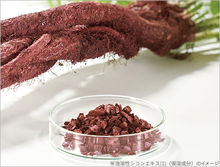 紫根 ※イメージ