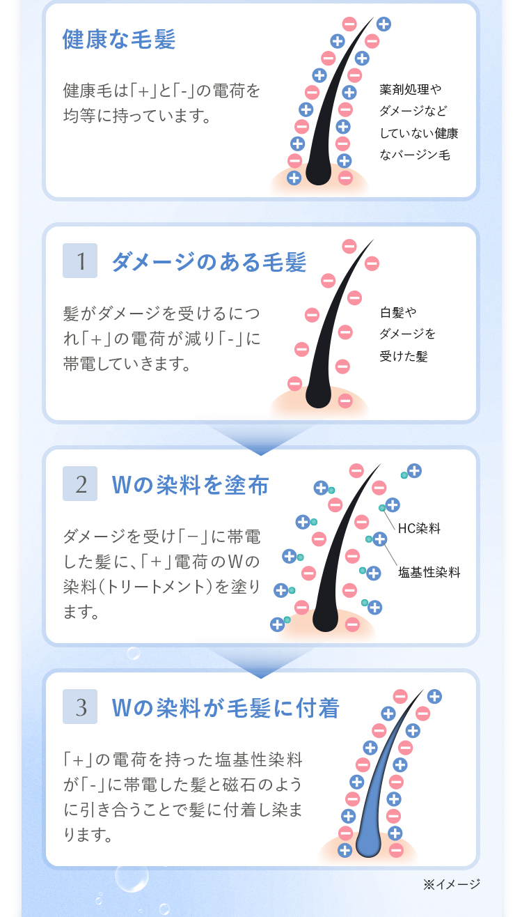 健康な毛髪 ダメージのある毛髪 Wの染料を塗布 Wの染料が毛髪に付着