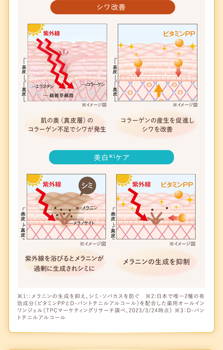 シワ改善・美白ケアの肌図