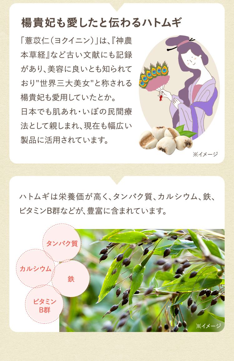 楊貴妃も愛したと伝わるハトムギ