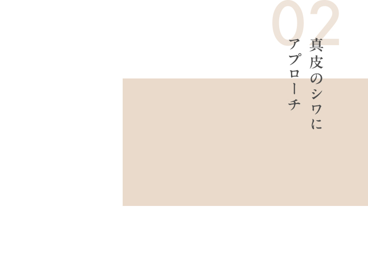 02 真皮のシワにアプローチ