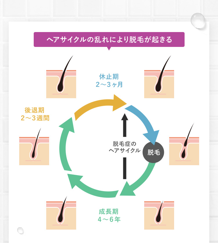 ヘアサイクルの乱れにより脱毛が起きる 休止期2～3ヶ月 脱毛 成長期4～6年 後退期2～3週間 脱毛症のヘアサイクル