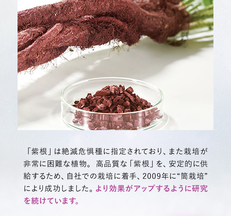 「紫根」は絶滅危惧種に指定されており、また栽培が非常に困難な植物。高品質な「紫根」を、安定的に供給するため、自社での栽培に着手、2009年に”筒栽培”により成功しました。より効果がアップするように研究を続けています。